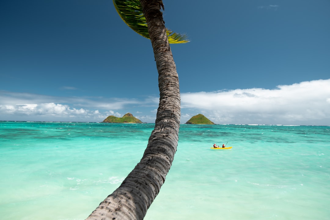 green-coconut-tree-on-beach-during-daytime-x9ucorcfvrw