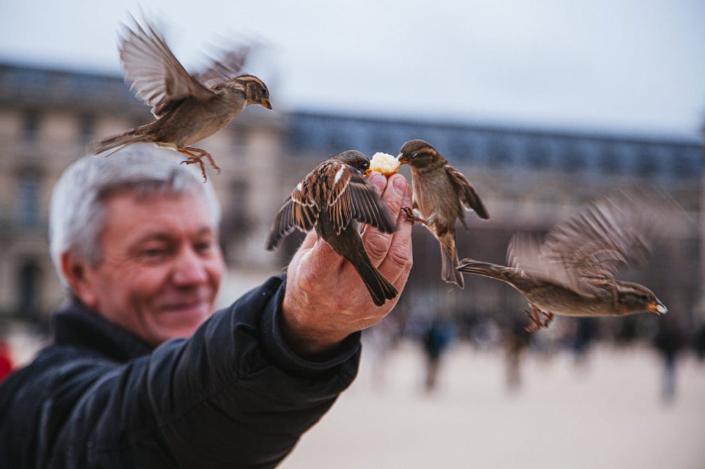 Adult man feeding sparrows by hand near the Louvre in Paris, France.